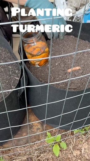 Planting Store Bought Turmeric in Grow Bags! #gardening #growyourownfood #turmeric