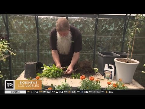 How to braid trees | In the Garden