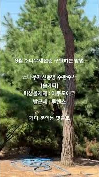 간단한 소나무재선충 구별법(9/21)