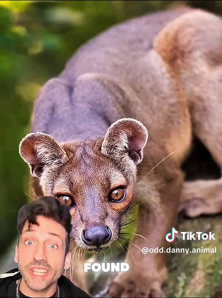 Discover the Elusive Fossa: Madagascar's Top Predator