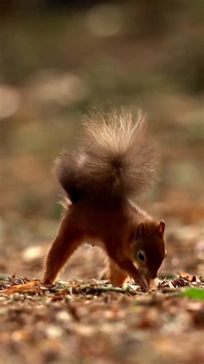🌿.. - - Busy caching 🌰 Happy Red Squirrel Awareness Week! This red squirrel is caching nuts into the ground. This helps squirrels survive the winter as they find the cached food during the harshest days. Red squirrels will gain between 10-20% of their body weight during autumn to prepare for winter! These red squirrels were filmed on Brownsea Island. #squirrelfacts #redsquirrel #redsquirrelawarenessweek https://www.facebook.com/share/167p7AkM7k/ | CLUB DE PECHE A LA MOUCHE MONGOLIA