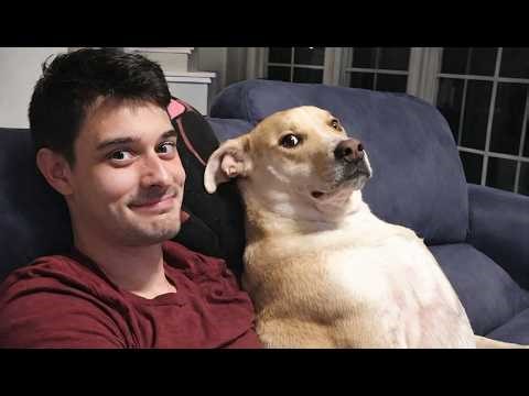 When Your Dogs Copy Humans in the Most Ridiculous Ways 🤣