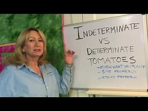 Indeterminate and Determinate Tomatoes Explained
