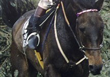 Grand National winning-racehorse Party Politics dies aged 25 - Horse & Hound