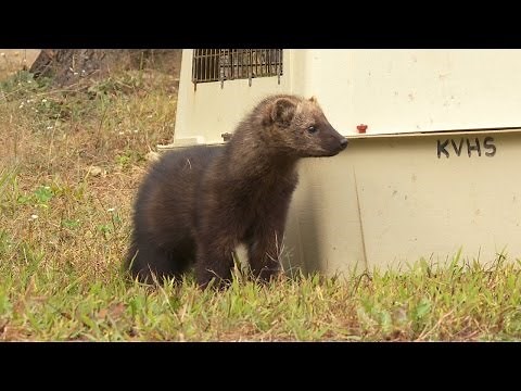 One of the Fiercest Animals in Maine