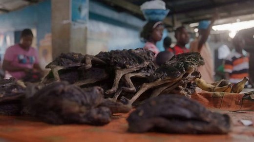 Inside the effort to track possible animal-to-human virus transmission