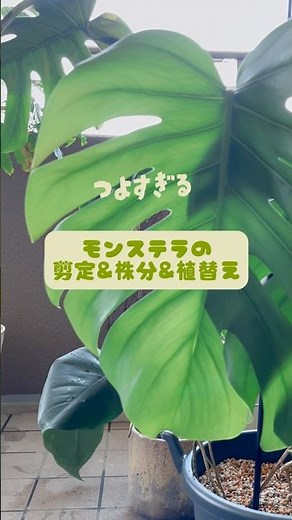 【強すぎる！】伸びすぎたモンステラを剪定＆植替え&株分【どんどん増えるんです】