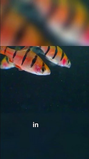 Varied Diet for Best Fish Coloration #shorts