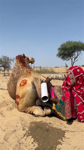 لحظة مثيرة في الصحراء بين الفتاة والناقة