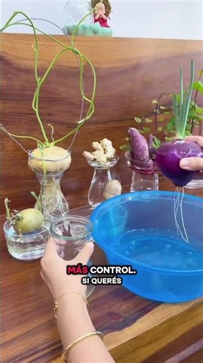 Learn to grow your own food 🍅🥬 in your own hydroponic garden at home #plants #hydroponics