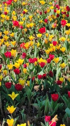 lale devri Gülhane Parkında LALE ZAMANI #shorts #keşfet #global #gülhaneparkı #lalefestivali #lale