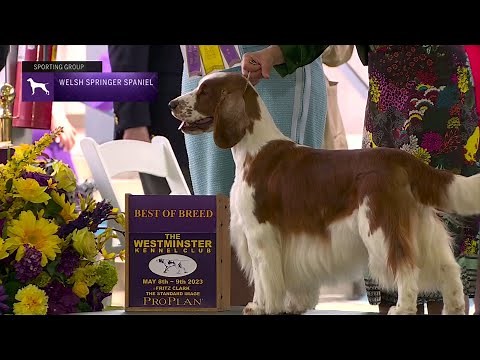 Spaniels (Welsh Springer) | Breed Judging 2023