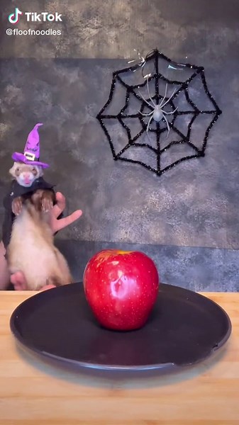 Ferret Version of Snow White & Wicked Witch