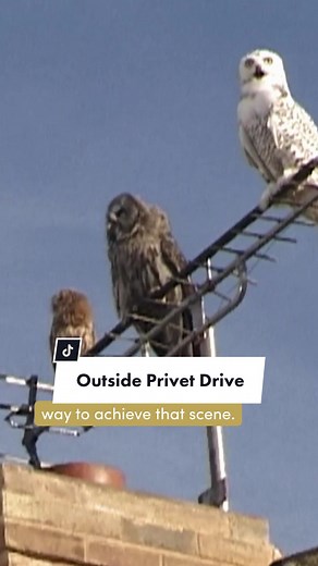 wait, so you’re saying i can’t actually move into privet drive? #harrypotter