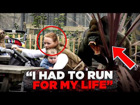 This Gorilla Broke Loose And Mauled Visitor Yvonne | Bokito Story