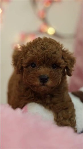 Puppies Available in India 🐶 | Healthy & Vaccinated | Find Your Perfect Puppy