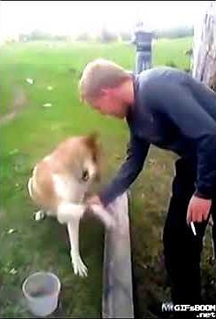 Dog Handshake 2
