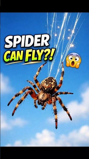 Spider That Floats Using Electricity 😳 | Ballooning Spider Explained