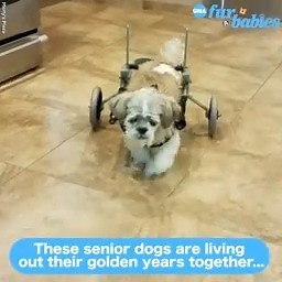 Marty's Place Senior Dog Sanctuary takes in older dogs whose owners could no longer care for them and gives them all the love and attention they could ever need. 🐶 💕 https://gma.abc/3epJtzx | Good Morning America