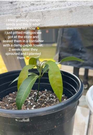 Mango Seed Growth Journey: From Pits to Plants
