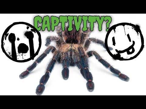 The Truth About Tarantulas in Captivity