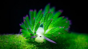 These Cute Sea Slugs Are The Sheep Of The Sea