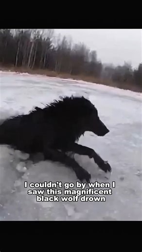 I Dragged A 100lb Wolf Out Of A Frozen Lake ❄️#wolfencounter #unexpectedvisitor #wildlifedrama #natureinside #animalstories #rareencounter #wildlifereels #animalreels #fbreels #reelsfb #viralreels #trendingreels #naturevideo #survivalinstinct #shortsviral #explorepage #shorts #wolf #frozenlake #animalrescue #hero #wildlife #nature #savinganimals #winter #hypothermia #predator I was walking near the frozen lake when I heard the ice crack. I looked out and saw a massive timber wolf falling through