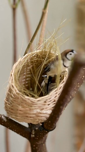 An Owl Finch busy arranging its woven nest. The smooth movements and focused behavior show how dedicated these little birds are when preparing their home. A calm and satisfying moment to watch. #OwlFinch #FinchVideo #AviaryLife #BirdKeeping #HighCPMVideo | Indra Prihantoro