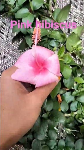 Hibiscus plant lagane ka best tips#gardening #garden
