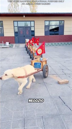 🐶 L’incredibile addestramento dei cani governativi! 😱#shortvideo