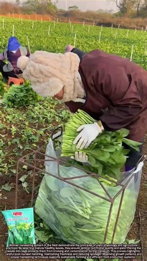 Efficient Spinach Harvesting Techniques and Post-Harvest Handling Practices