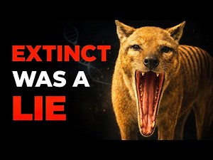 Why the Tasmanian Tiger’s Extinction Still Haunts Science