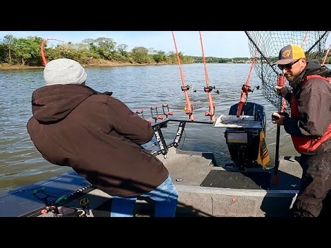This Blue Catfish Was A Bully