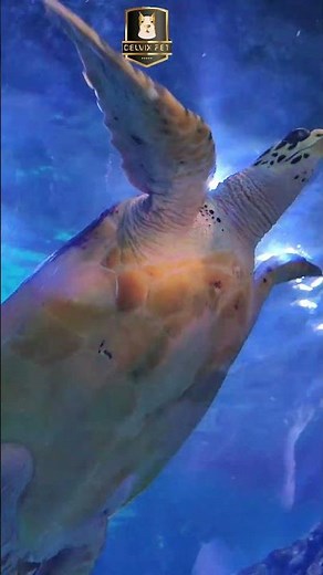 Beautiful Tortoise Swimming in Water