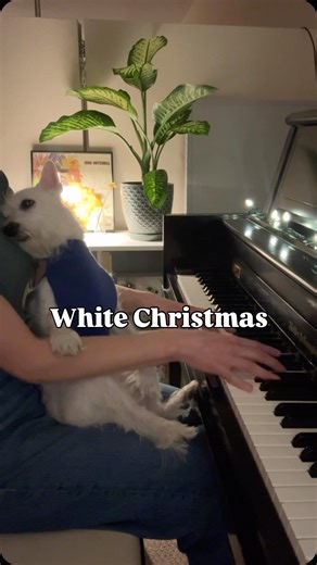 Kara Mehrmann on Instagram: "Day 7 of A Very Bradford Holiday 🤍 A quiet Sunday moment and “White Christmas” to wrap up the weekend. 🕯️ . . . #tistheseason #whitechristmas #happyholidays #dogsofinstagram #pianomusic #soothing"
