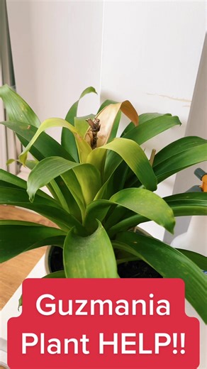 How to Properly Water Guzmania Plants