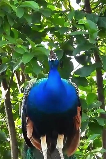 Can You Hear the Peacock? 🦚 Amazing Nature Sounds! | Sounds of Nature | #shorts