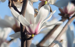 [360mm小白炮] 画质测试