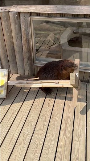 Hardworking Beaver Carries Off a Wooden Signboard