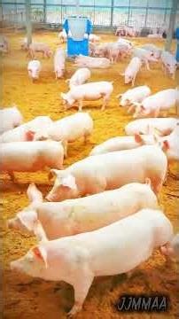 Different Types of Pigs! discover the amazing variety of pig breeds from around the world! 🐖✨