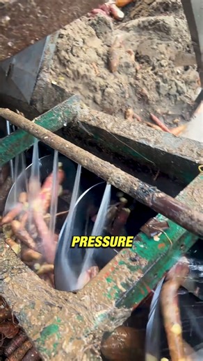 29K views · 72 reactions | “Sweet Potato Washer That Saves Hours!” #AgriMachinery #FarmTech #SmartFarming #EfficiencyInAction #AgriInnovation | Production Pulse | Facebook