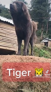 We miss him alot | Himalayan Mastiff Nepal