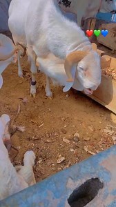 7.2K reactions · 181 shares | Start Your Journey into Livestock...