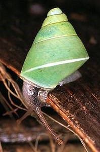 Amazing snail facts