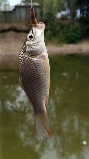 Amazing moment of catching carp fish fry in a pond!
