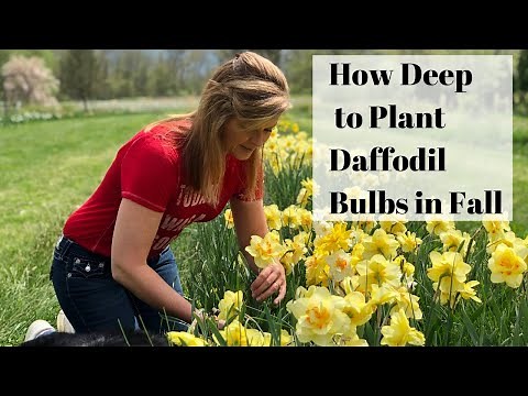 How to Plant Daffodils in Fall