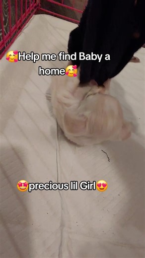Charming Chihuahua Mix Puppy Seeks Loving Forever Home
