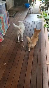 Jack Russell Rescue - Australia on Reels