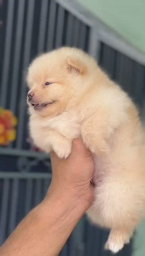 1.6K views · 11 reactions | Smallest Dog Breed Toy POM | Male & Female Puppies Of Toy Pom Availability May 2024 | ‎@MakeMyPet #makemypet @topfans Toypom Hub | Make My Pet | Facebook