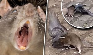 Rat hits pigeon in New York street in front of horrified bystanders